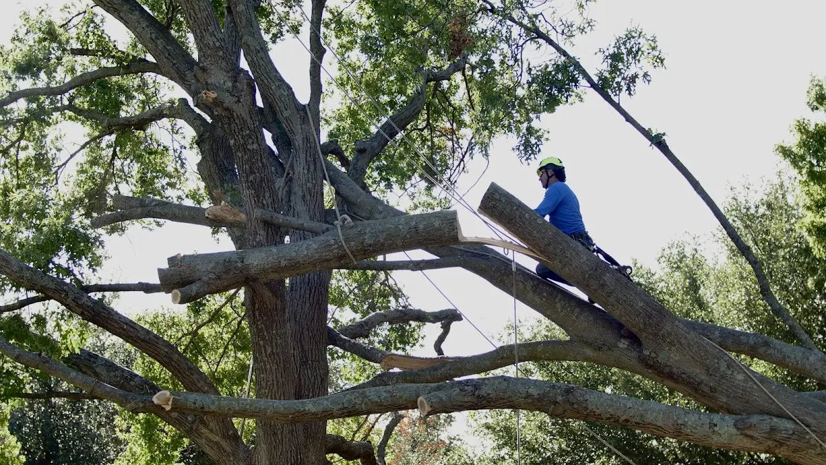 Professional Hazardous Tree Removal performed by certified arborists in Berger